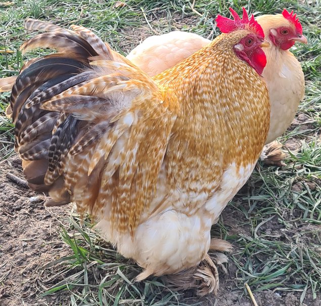 Œufs Fécondés de Pékins ( Poules Naines ) FAUVE