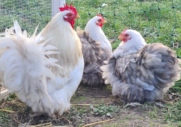 Œufs Fécondés de Pékins ( Poules Naines ) BOBTAIL