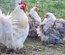 Œufs Fécondés de Pékins ( Poules Naines ) BOBTAIL