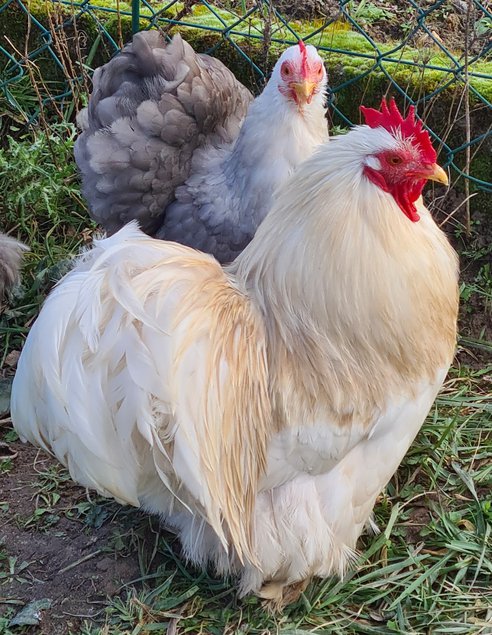 Œufs Fécondés de Pékins ( Poules Naines ) BOBTAIL