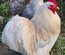 Œufs Fécondés de Pékins ( Poules Naines ) BOBTAIL