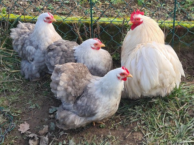 Œufs Fécondés de Pékins ( Poules Naines ) BOBTAIL