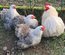 Œufs Fécondés de Pékins ( Poules Naines ) BOBTAIL