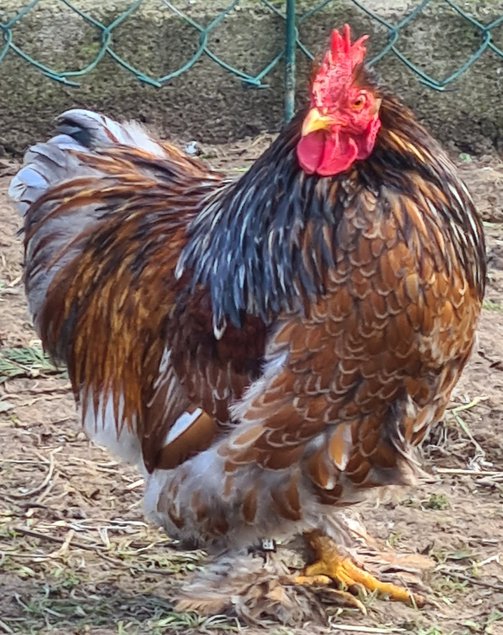 Œufs Fécondés de Pékins ( Poules Naines ) DORÉ LISERÉ BLEU RARE