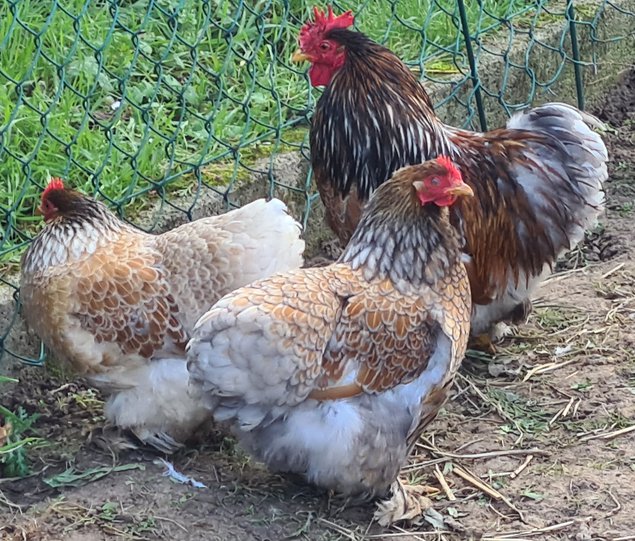 Œufs Fécondés de Pékins ( Poules Naines ) DORÉ LISERÉ BLEU RARE