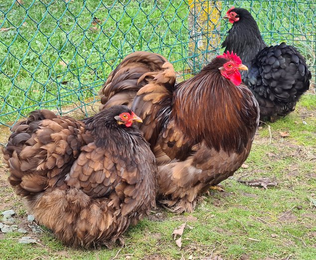 Œufs Fécondés de Pékins ( Poules Naines ) CHOCOLAT