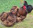 Œufs Fécondés de Pékins ( Poules Naines ) CHOCOLAT