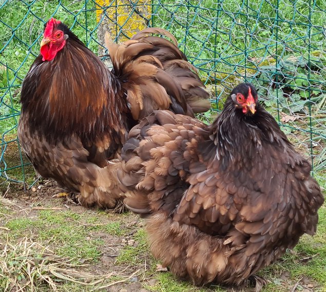 Œufs Fécondés de Pékins ( Poules Naines ) CHOCOLAT