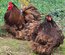 Œufs Fécondés de Pékins ( Poules Naines ) CHOCOLAT