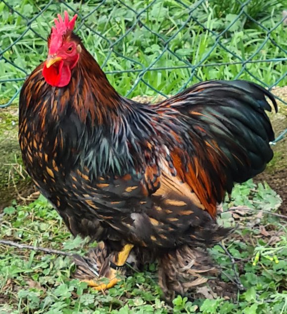 Œufs Fécondés de Pékins ( Poules Naines ) DORÉ LISERÉ NOIR LISSE ET FRISÉ