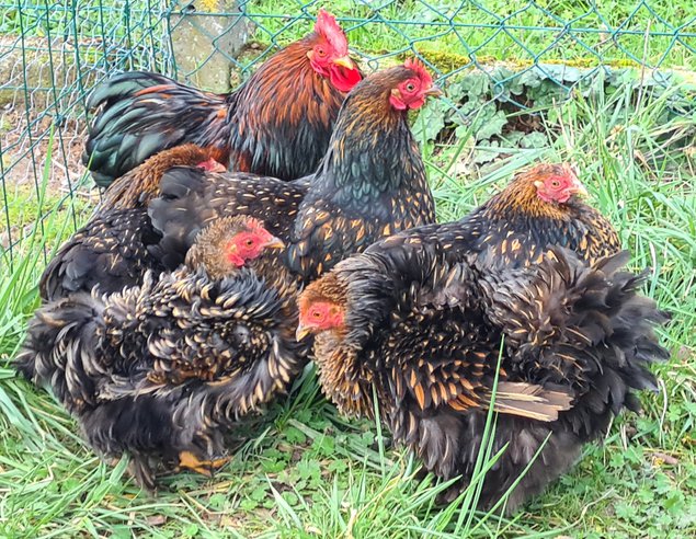 Œufs Fécondés de Pékins ( Poules Naines ) DORÉ LISERÉ NOIR LISSE ET FRISÉ