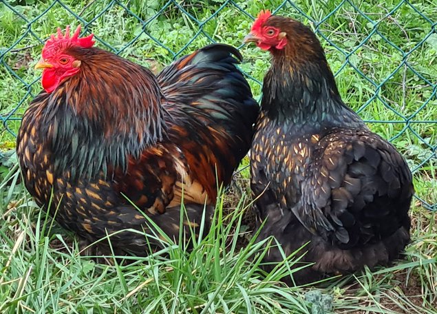 Œufs Fécondés de Pékins ( Poules Naines ) DORÉ LISERÉ NOIR LISSE ET FRISÉ