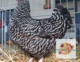🥚ADD3C Coucou Des Flandres ADD3C 🥚