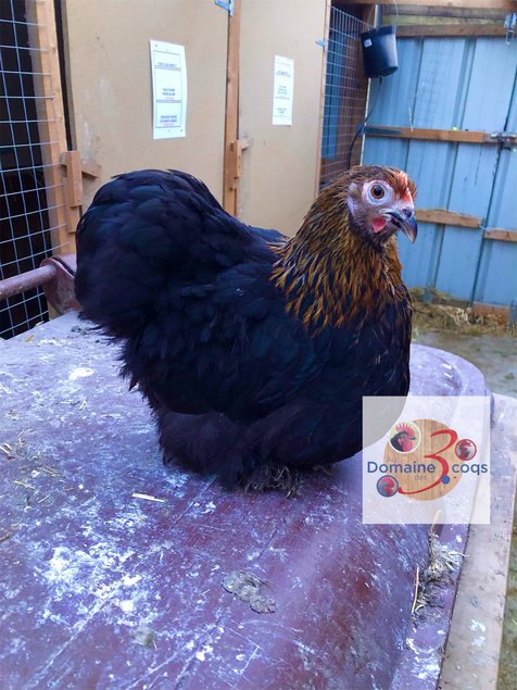 🥚 ADD3C PEKIN NOIR À CAMAIL CUIVRÉE ADD3C🥚