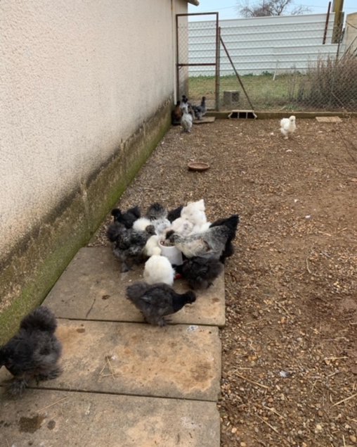 oeufs fécondés de poules soies