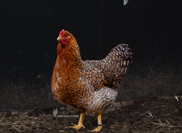 Poule de Bielefeld saumon coucou doré rouillé (Bielefelder)