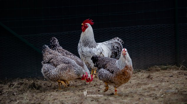 Poule de Bielefeld saumon coucou argenté (Bielefelder)