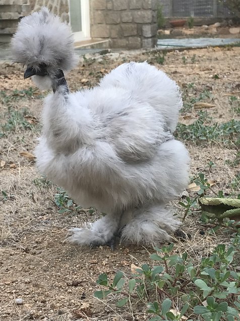 Oeufs à couver de Silkies et showgirl