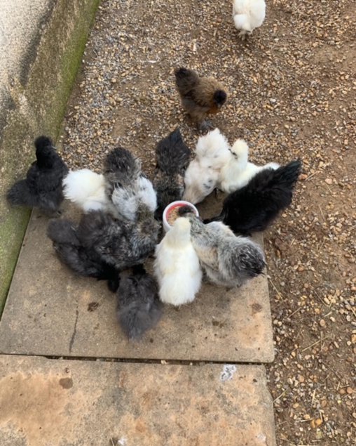 oeufs fécondés de poules soies