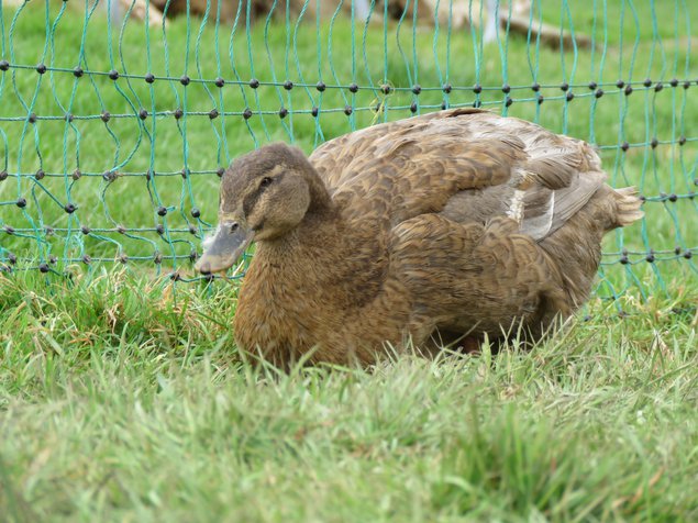 Canard de Rouen anglais