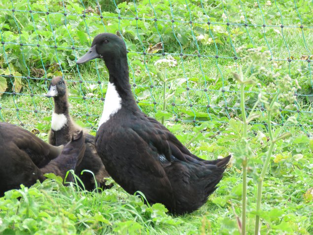 Canard de Duclair