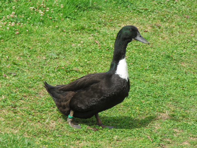 Canard de Duclair