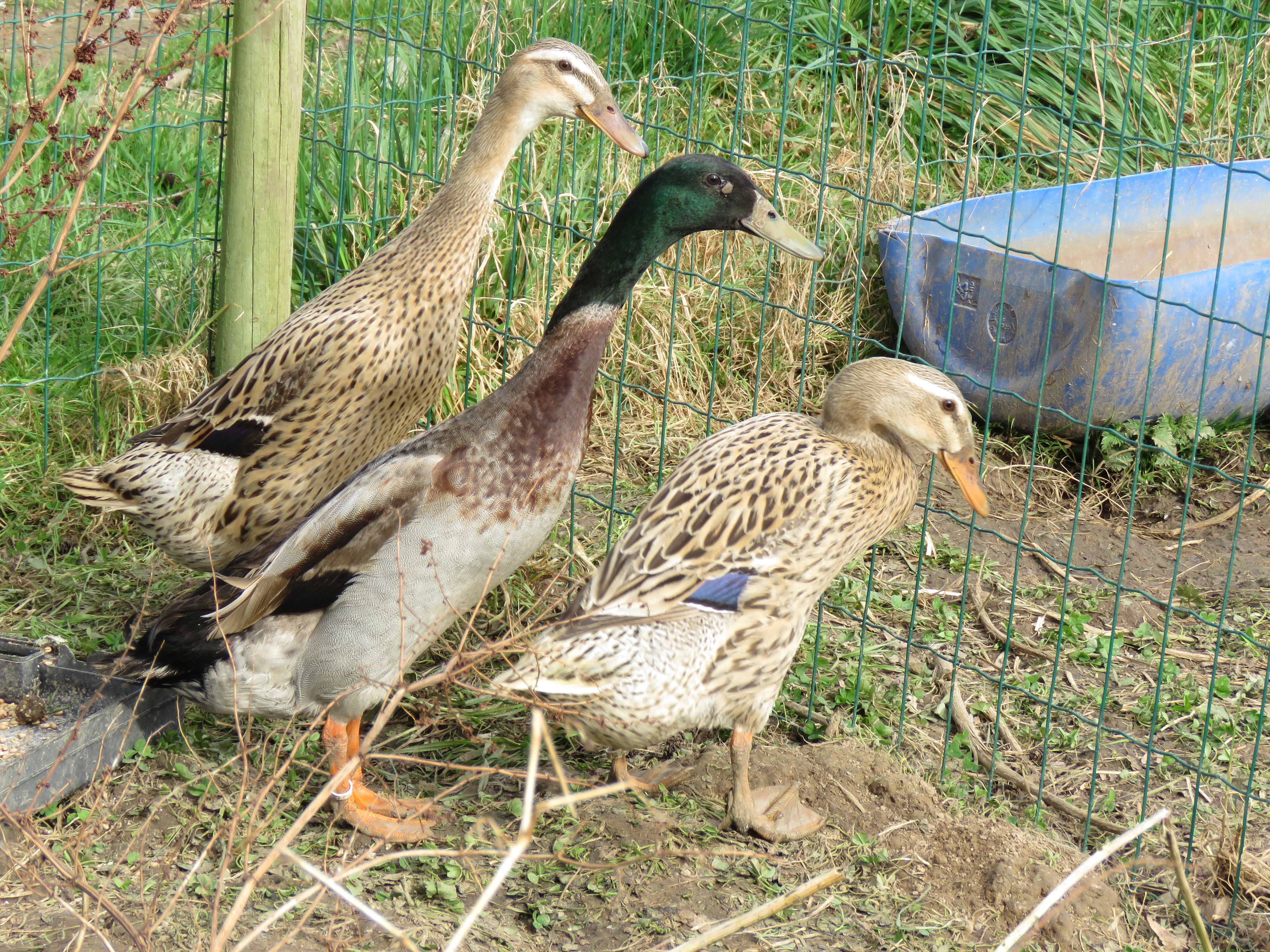 Canard mignon bleu fauve truité (Saxe) - Coco-Eco