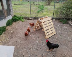 Poule pondeuse rousse