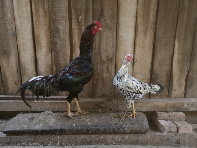 Œufs fécondés de combattants asiatiques