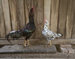 Œufs fécondés de combattants asiatiques