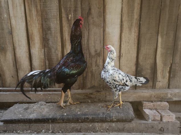 Œufs fécondés de combattants asiatiques