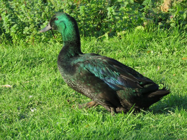 Canard Cayuga