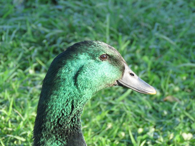 Canard Cayuga