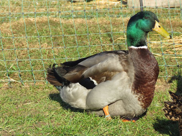 Canard de Rouen anglais