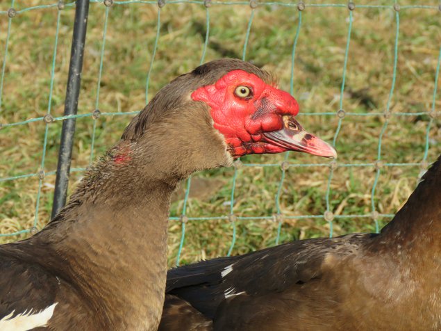 Canard de Barbarie brun sauvage