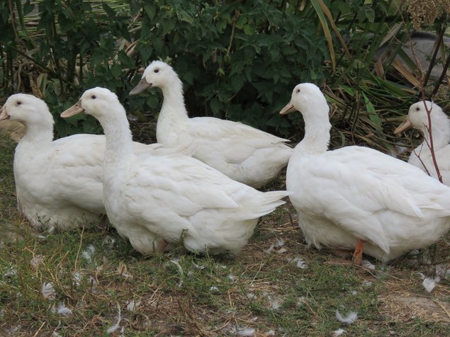 Canard d'Aylesbury