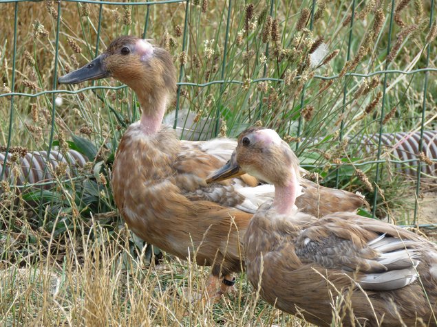 Canard cou nu bleu sauvage