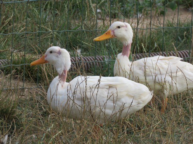 Canard cou nu blanc