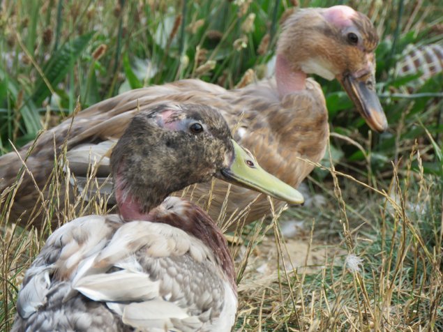 Canard cou nu bleu sauvage