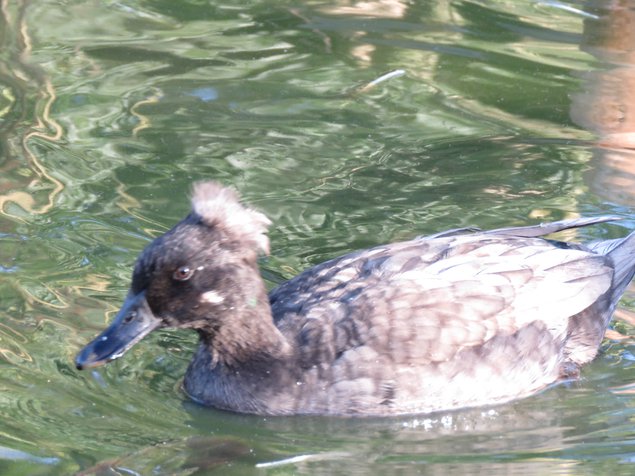 Canard émeraude bleu