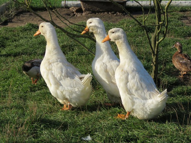 Canard de Pékin allemand