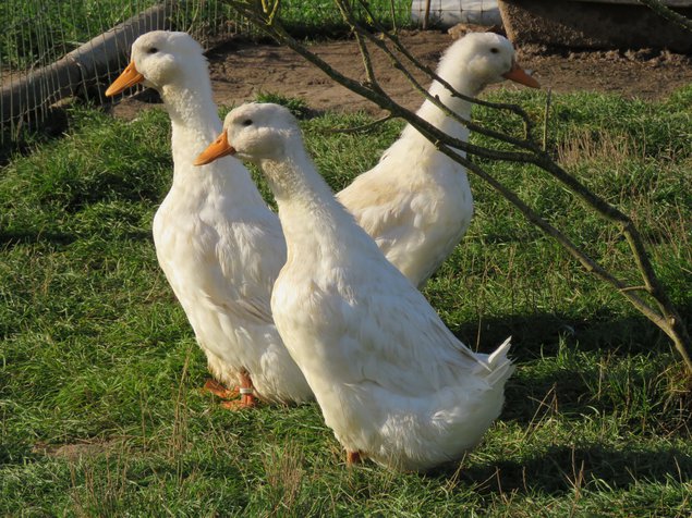 Canard de Pékin allemand