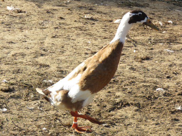 Canard coureur indien panaché