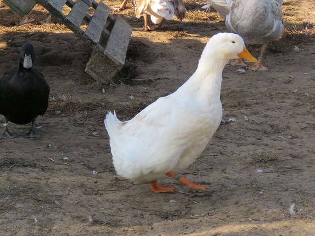 Canard de Pékin allemand