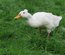 Canard de Bali blanc (coureur indien huppé)