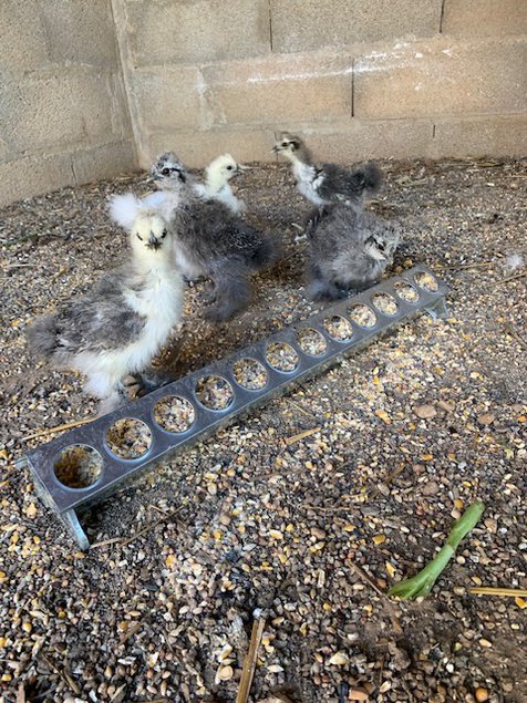 oeufs fécondés de poules soies