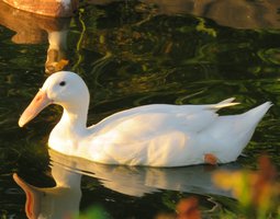 Canard à bec courbé blanc