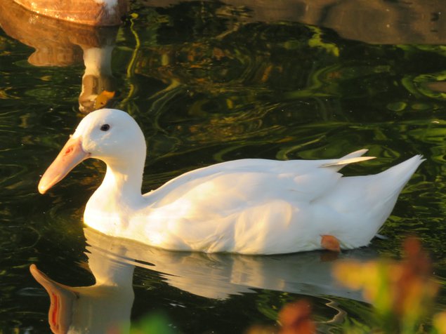 Canard à bec courbé blanc