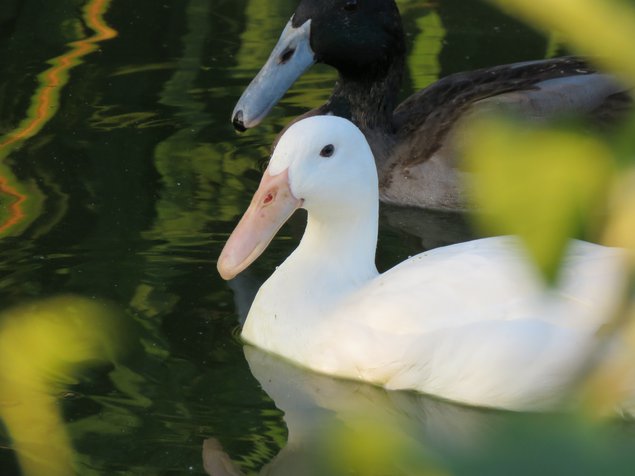 Canard à bec courbé blanc