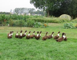 Canard de Duclair brun